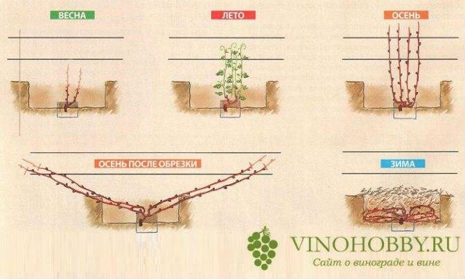 Как правильно и чем укрывать виноград на зиму в средней полосе