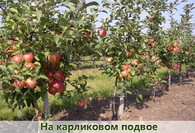 Яблоки Жигулевское Описание Фото