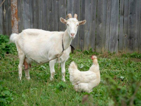 Принимаем роды у козы – признаки окота и подготовка к козлению