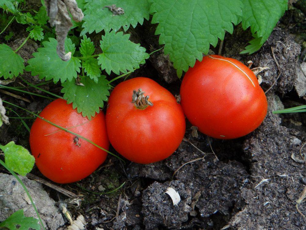 Томат «никола» (17 фото): характеристика и описание сорта помидор, отзывы