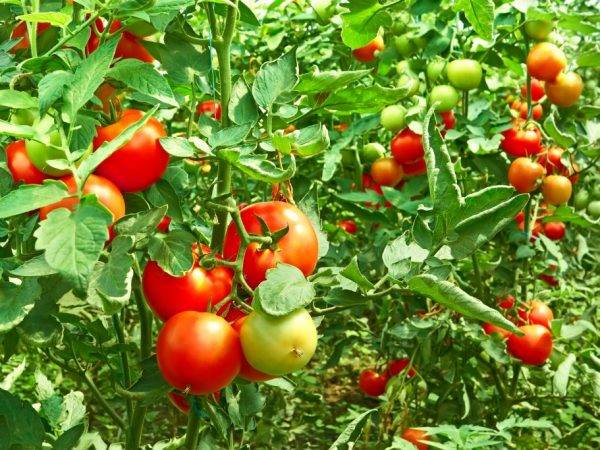 Как ускорить созревание томатов - советы | сайт о саде, даче и комнатных растениях.
