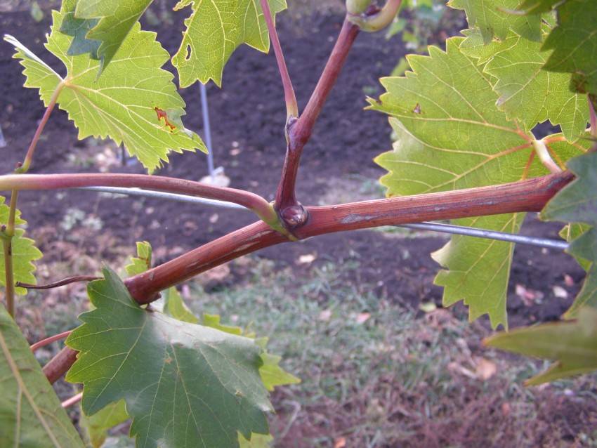 Как пасынковать виноград: когда правильно прищипывать весной и летом