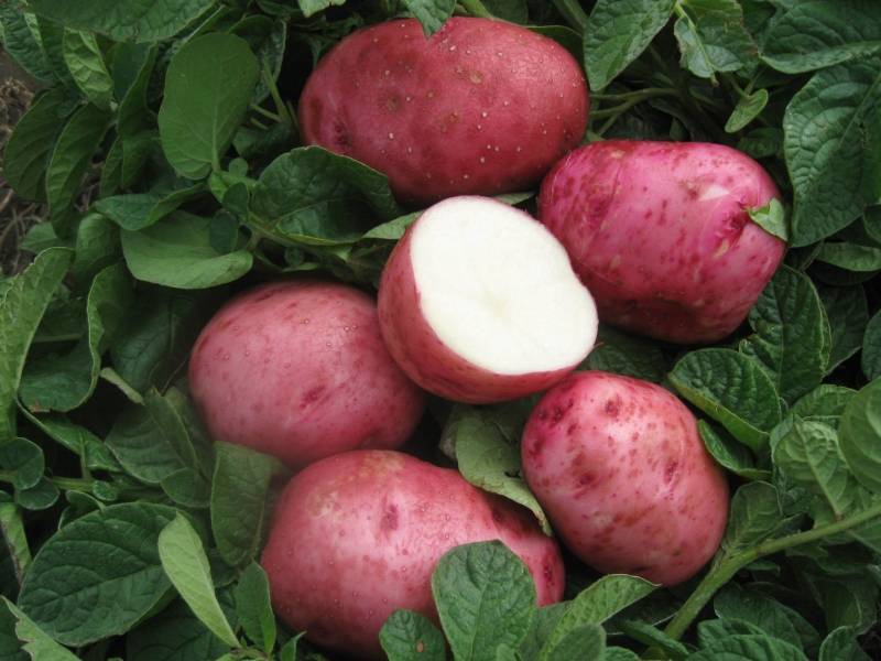 Картофель беллароза: характеристика и описание сорта, мнение дачников с фото