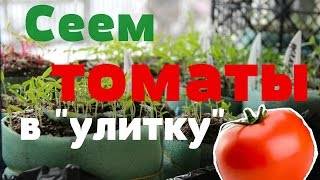 Посадка томатов в улитку: как посадить рассаду?