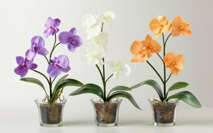 Как пересадить орхидею в домашних условиях в другой горшок пошаговое фото видео
