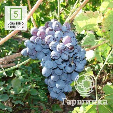Виноград альфа — технический сорт