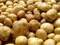 Как бороться с нематодой картофеля в почве: методы и средства борьбы