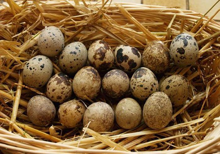Сколько яиц несет перепелка в день: средние показатели, как повысить яйценоскость?