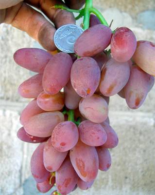 Виноград талдун - описание сорта