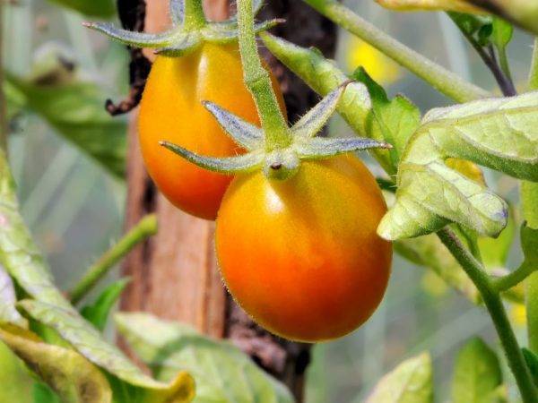 Описание сорта томата оранжевое чудо, его характеристика и отзывы