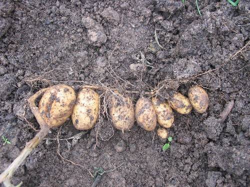 Выращивание картофеля из семян в домашних условиях: способы, сроки и схема посадки, отзывы
