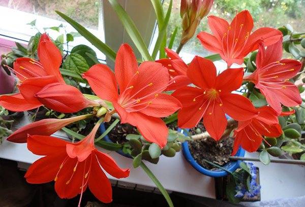 Валлота или циртантус: выращивание прекрасной лилии в домашних условиях