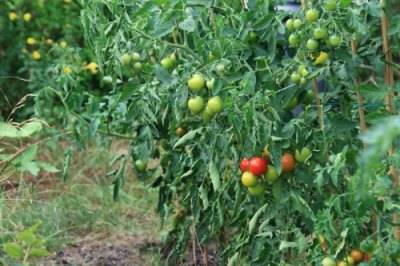 Формирование кустов томатов в теплице: для чего нужна эта процедура при выращивании помидоров, что требуется для ее проведения, какие существуют способы? русский фермер