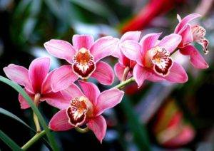 Виды орхидей: фото, названия, виды домашних орхидей