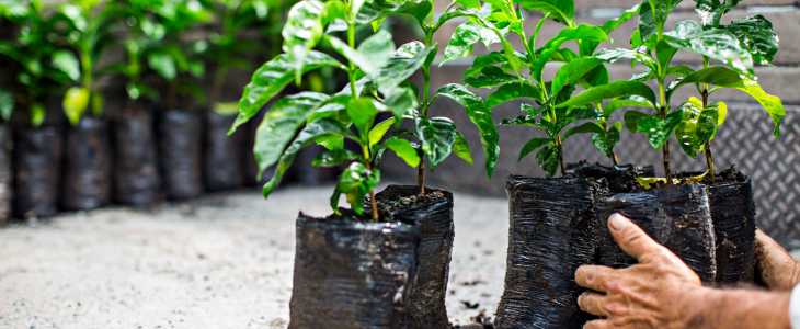 Кофейное дерево: посадка, уход и выращивание
