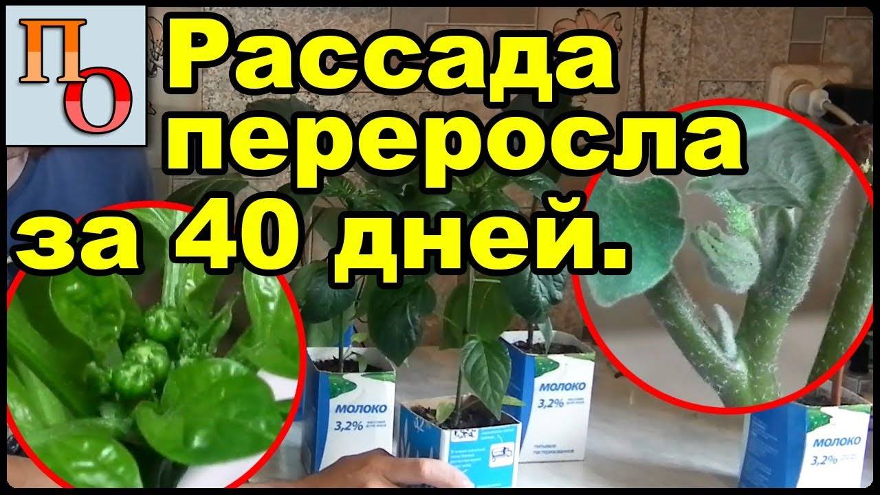 Рассада перца переросла: что делать