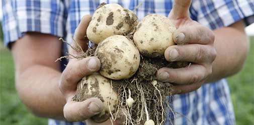 Гербициды для картофеля: обработка от сорняков на поле с картошкой после всходов, как избавиться, лучшее средство, которое помогает, кто протыкает картофель