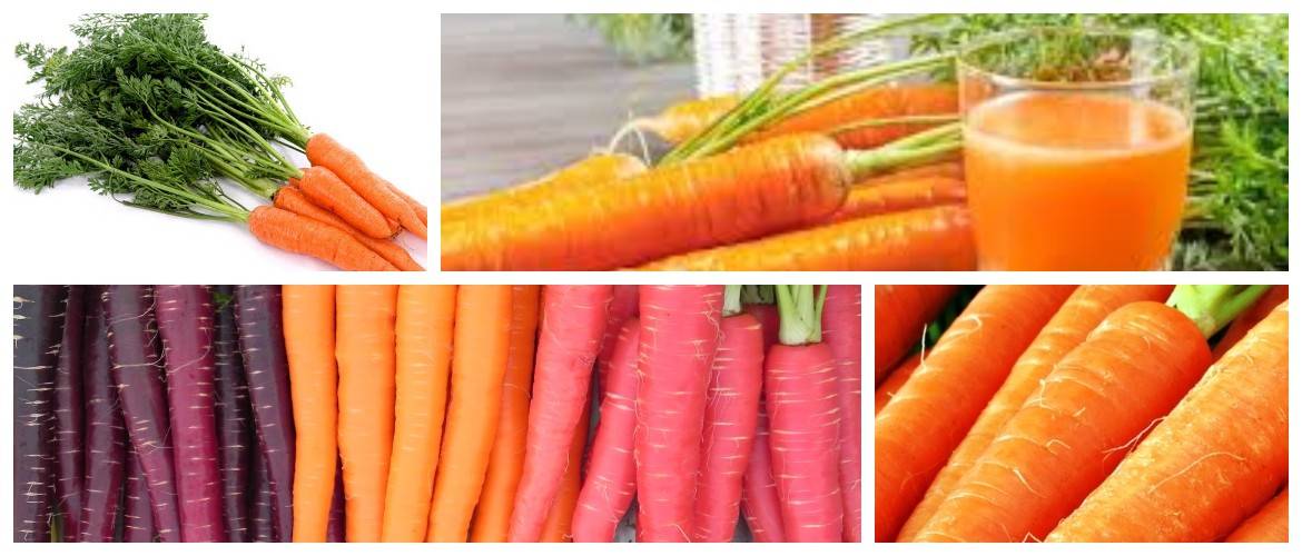 Морковь: польза и химический состав | food and health