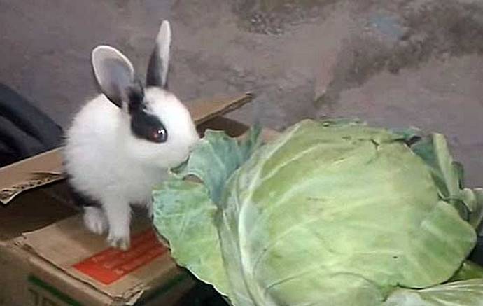 Можно ли давать кроликам капусту и как ею кормить их