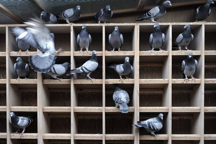 Содержание голубей в домашних условиях