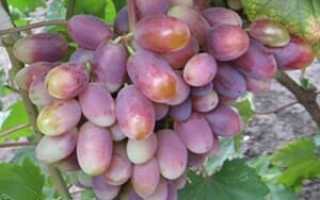 Виноград дарья: описание сорта и характеристики, посадка и уход, размножение