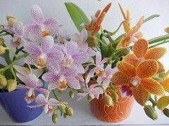 Прекрасные желтые орхидеи фаленопсис: названия сортов и фото