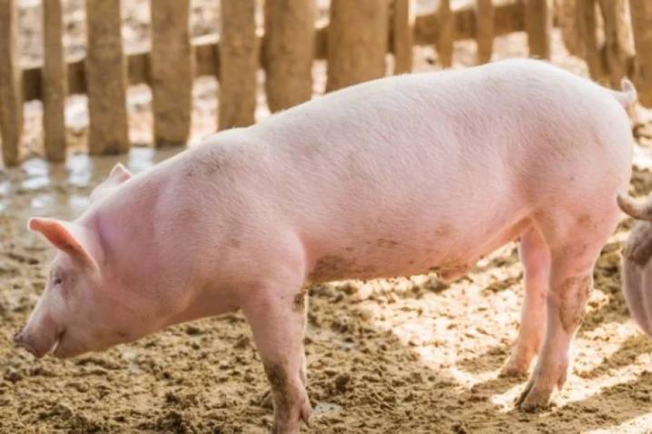 Случка свиней: все тонкости успешного разведения