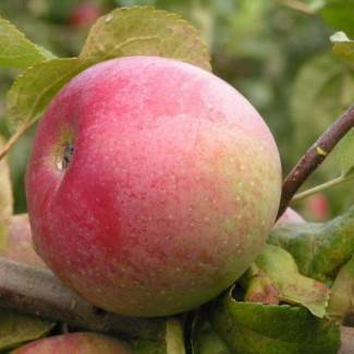 О яблоне ветеран: описание сорта, характеристики, агротехника, выращивание