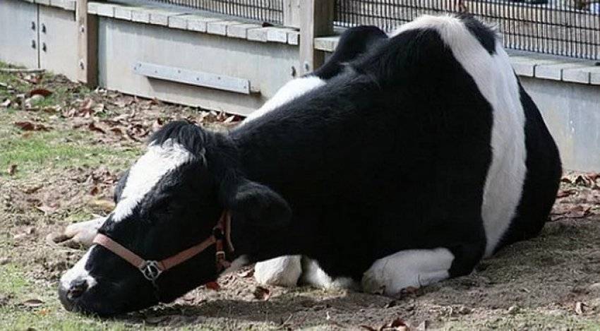 Ветеринария крс | лечение эндометритов у коров