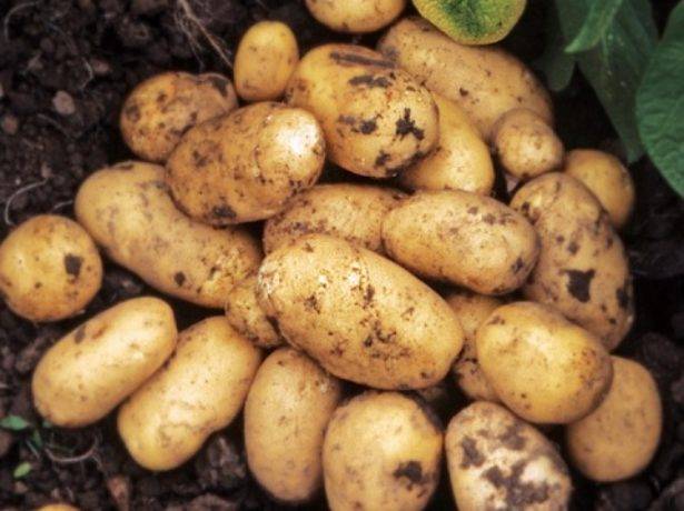 Картофель лапоть – описание сорта, фото, отзывы