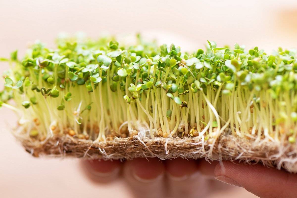Польза ростков брокколи и их выращивание - мыдачники