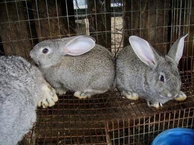 Искусственное осеменение кроликов