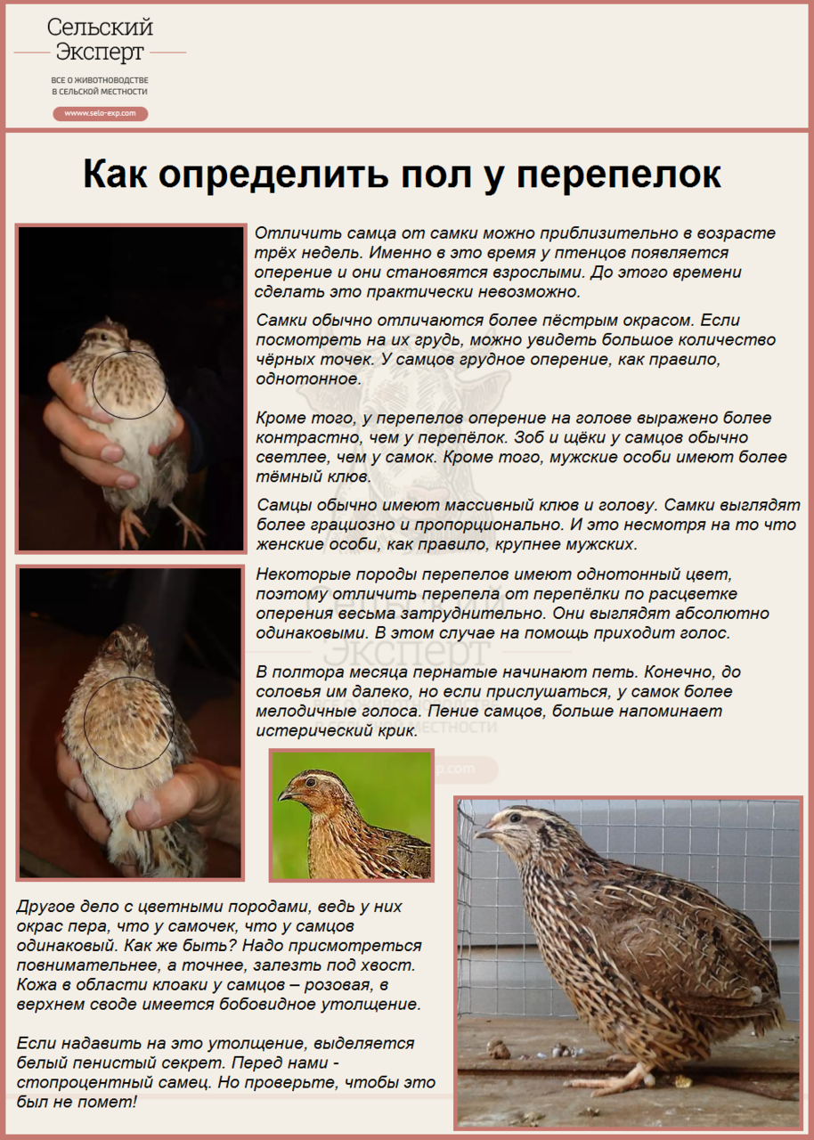 Определение пола перепелов: основные отличия перепела от перепелки. как отличить перепелов-самцов от самок: надежные способы