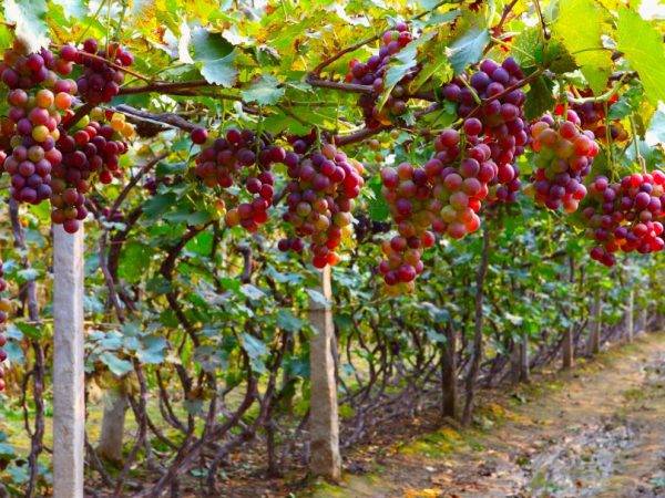 Виноград каталония: описание сорта, правила посадки и ухода, отзывы