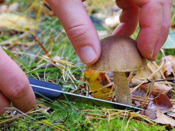 Сбор грибов в Свердловской области