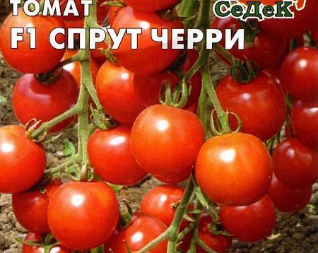 Томат спрут сливка: отзывы, фото, урожайность | tomatland.ru