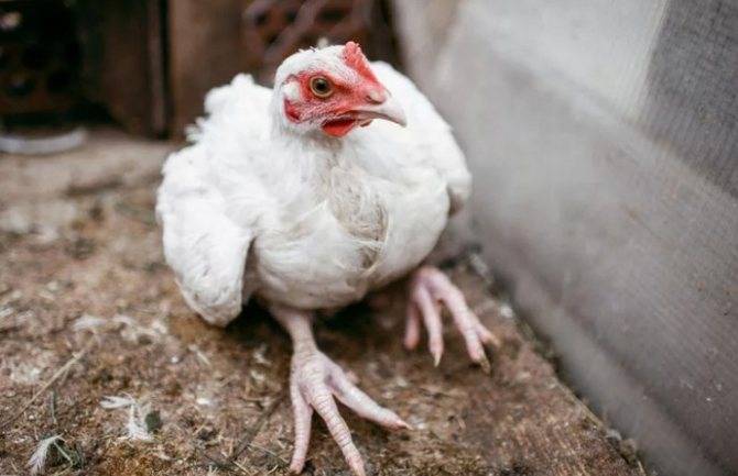 Забился зоб у курицы что можно сделать, советы и рекомендации птицеводов