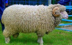 Породы тонкорунных овец: описание, характеристика, разновидности, содержание и уход - сад и дача