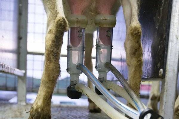 Делаем ручной доильный аппарат для коз — ускоряем дойку