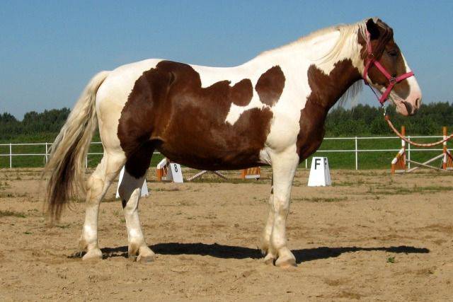 Башкирская лошадь – порода мясомолочного направления 2021