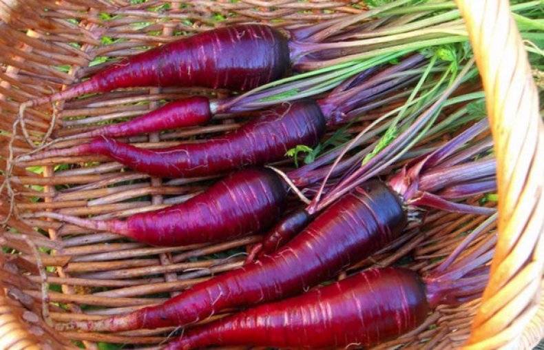 Фиолетовая морковь: фото и сорта моркови + правила выращивания