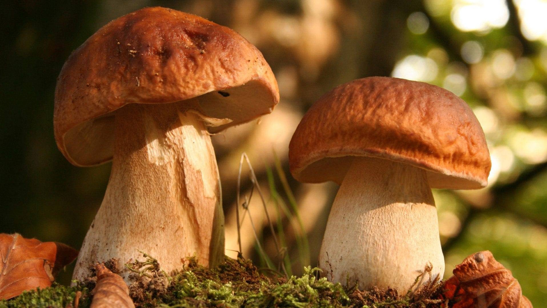 Какие грибы можно собирать в июле 2020 года в подмосковье без риска | tele4n.net