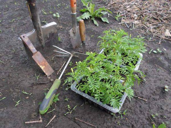 Бархатцы: выращивание из семян, посадка и уход, сорта и свойства