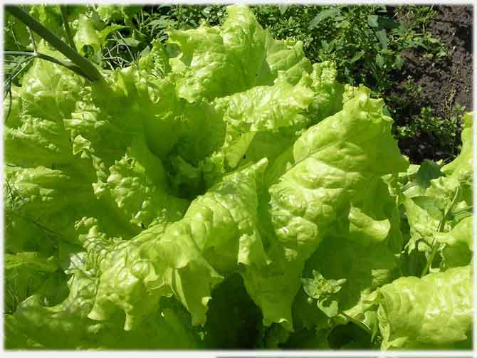 Как вырастить салат на подоконнике: 'айсберг' и другие сорта салата. сорта салата для выращивания на балконе