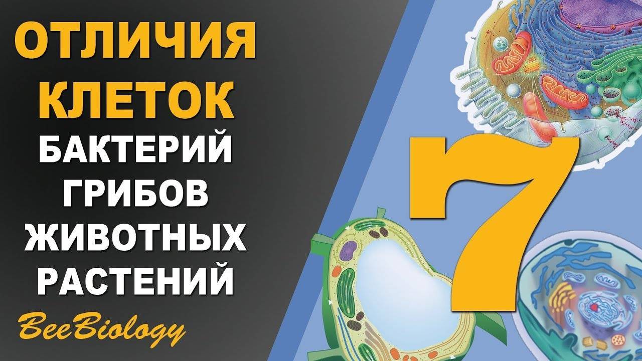 В чём заключается разница между грибами и растениями: что общего, сравнение грибов и растений