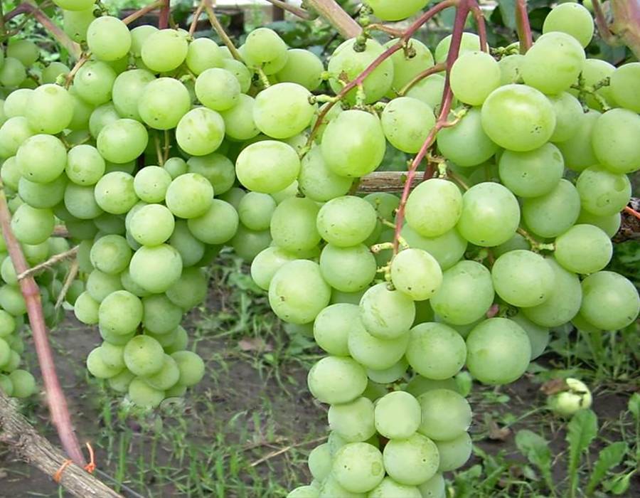 Сорт винограда «фрумоаса албэ» с фото и видео