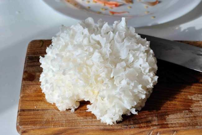 Белый гриб - полезные и опасные свойства белого гриба