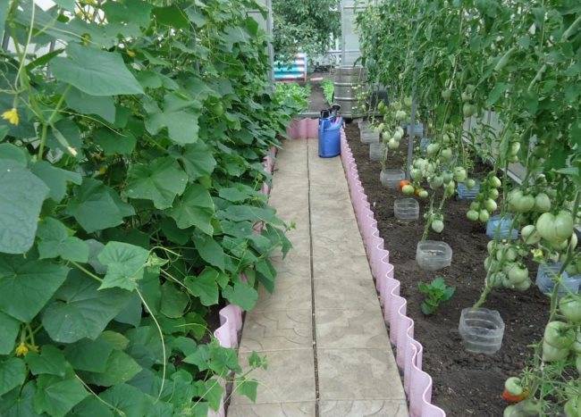 Можно ли сажать помидоры и баклажаны в одной теплице | огородовед