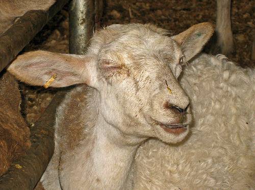 Ценуроз у овец. лечение лекарствами, причины появления, профилактика, симптомы, вакцины и препараты, ошибки при лечении в 2021 году
