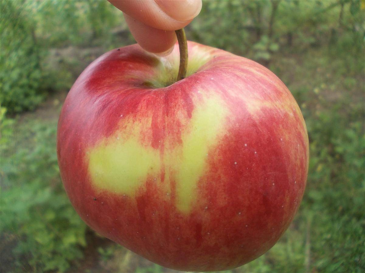 Лучшие сорта яблони для черноземья с описанием, характеристикой и отзывами, а также особенности выращивания в данном регионе